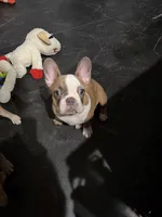 Pink, a female French Bulldog for sale in Los Angeles, CA – 9 of 9