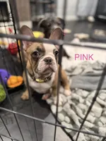 Pink, a female French Bulldog for sale in Los Angeles, CA – 3 of 9