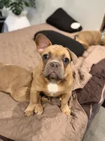 Dark blue (dopey) , a female French Bulldog for sale in Los Angeles, CA – 3 of 6