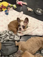 Pink, a female French Bulldog for sale in Los Angeles, CA – 6 of 9