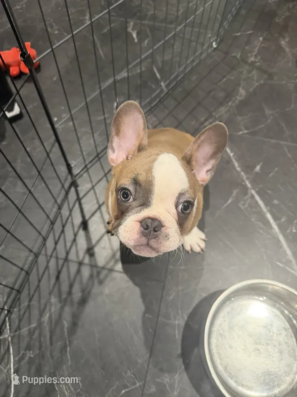 Pink – French Bulldog puppy for sale in Los Angeles, CA