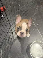 Pink, a female French Bulldog for sale in Los Angeles, CA – 8 of 9