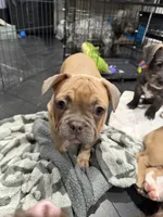 Dark blue (dopey), a female French Bulldog for sale in Los Angeles, CA – 6 of 6
