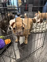 Dark blue (dopey), a female French Bulldog for sale in Los Angeles, CA – 5 of 6