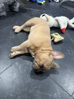 Dark blue (dopey) , a female French Bulldog for sale in Los Angeles, CA – 5 of 6