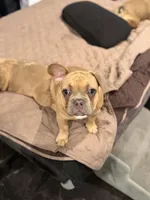 Dark blue (dopey) , a female French Bulldog for sale in Los Angeles, CA – 2 of 6