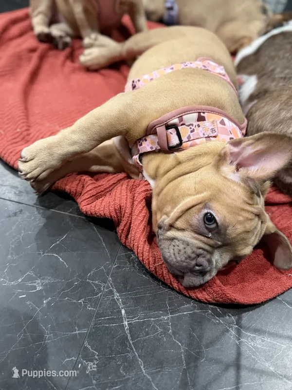 Dark blue (dopey) – French Bulldog puppy for sale in Los Angeles, CA