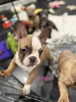 Pink, a female French Bulldog for sale in Los Angeles, CA – 2 of 9