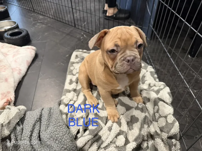 Dark blue (dopey) – French Bulldog puppy for sale in Los Angeles, CA