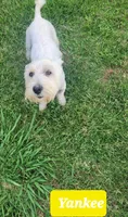 Yankee, a male West Highland White Terrier for sale in Macomb, OK – 3 of 5