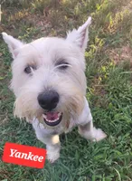 Yankee, a male West Highland White Terrier for sale in Macomb, OK – 4 of 5