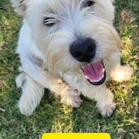 Yankee, a male West Highland White Terrier for sale in Macomb, OK – Photo 1 of 2