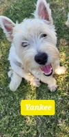 Yankee, a male West Highland White Terrier for sale in Macomb, OK – Photo 1 of 2
