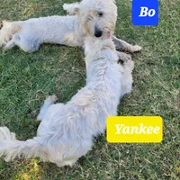 Yankee, a male West Highland White Terrier for sale in Macomb, OK – Photo 2 of 2