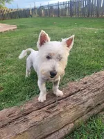 Yankee, a male West Highland White Terrier for sale in Macomb, OK – 5 of 5