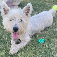 Bo, a male West Highland White Terrier for sale in Macomb, OK – Photo 1 of 2