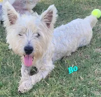 Bo, a male West Highland White Terrier for sale in Macomb, OK – Photo 1 of 2
