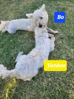 Bo, a male West Highland White Terrier for sale in Macomb, OK – Photo 2 of 2