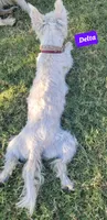 Delta, a female West Highland White Terrier for sale in Macomb, OK – Photo 1 of 2