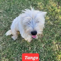 Tango, a female West Highland White Terrier for sale in Macomb, OK – Photo 1 of 6