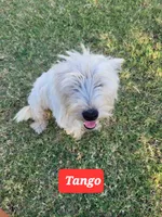 Tango, a female West Highland White Terrier for sale in Macomb, OK – Photo 1 of 3