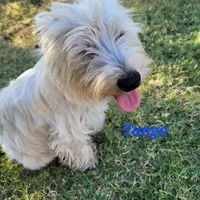 Tango, a female West Highland White Terrier for sale in Macomb, OK – Photo 2 of 6