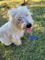Tango, a female West Highland White Terrier for sale in Macomb, OK – Photo 2 of 3