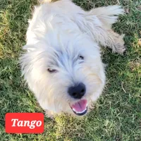 Tango, a female West Highland White Terrier for sale in Macomb, OK – Photo 3 of 6