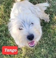 Tango, a female West Highland White Terrier for sale in Macomb, OK – Photo 3 of 3