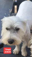 Tango, a female West Highland White Terrier for sale in Macomb, OK – Photo 4 of 6