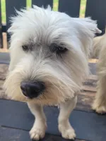 Tango, a female West Highland White Terrier for sale in Macomb, OK – Photo 6 of 6