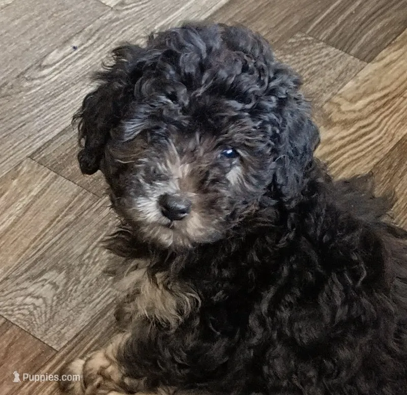 Jaden – Poodle - Toy  puppy for sale in Central Point, OR