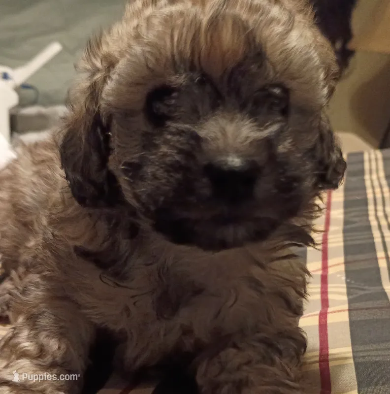 Bailey – Doxiepoo, Poodle - Toy  puppy for sale in Central Point, OR