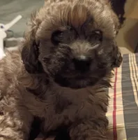 Bailey, a male Doxiepoo and Poodle - Toy  for sale in Central Point, OR – 1 of 3