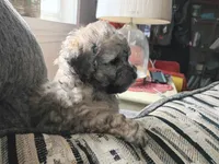 Bailey, a male Doxiepoo and Poodle - Toy  for sale in Central Point, OR – 2 of 3