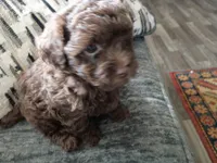 Coco, a female Doxiepoo and Poodle - Toy  for sale in Central Point, OR – 1 of 3