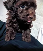 Bear, a male Doxiepoo and Poodle - Toy  for sale in Central Point, OR – 2 of 3