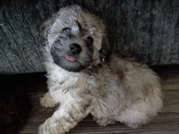 Bailey , a male Poodle - Toy  for sale in Central Point, OR – 2 of 5
