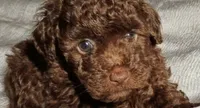 Bear, a male Poodle - Toy  for sale in Central Point, OR – 1 of 2