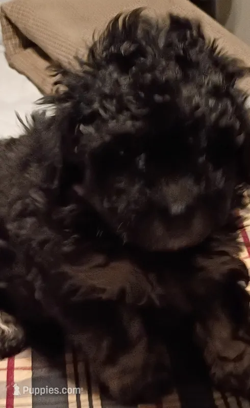 Bear – Doxiepoo, Poodle - Toy  puppy for sale in Central Point, OR