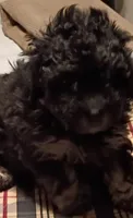 Bear, a male Doxiepoo and Poodle - Toy  for sale in Central Point, OR – 1 of 3