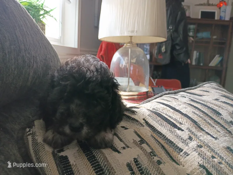 Star – Doxiepoo puppy for sale in Central Point, OR