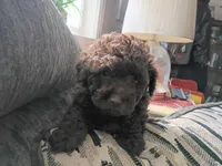 Coco, a female Doxiepoo and Poodle - Toy  for sale in Central Point, OR – 3 of 3