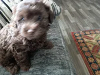 Coco, a female Doxiepoo and Poodle - Toy  for sale in Central Point, OR – 2 of 3