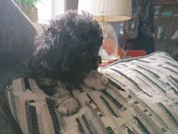Star, a female Doxiepoo for sale in Central Point, OR – 3 of 3