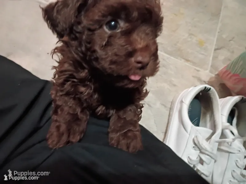 Bear – Doxiepoo, Poodle - Toy  puppy for sale in Central Point, OR