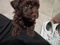 Bear, a male Doxiepoo and Poodle - Toy  for sale in Central Point, OR – 3 of 3