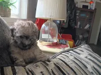 Bailey, a male Doxiepoo and Poodle - Toy  for sale in Central Point, OR – 3 of 3