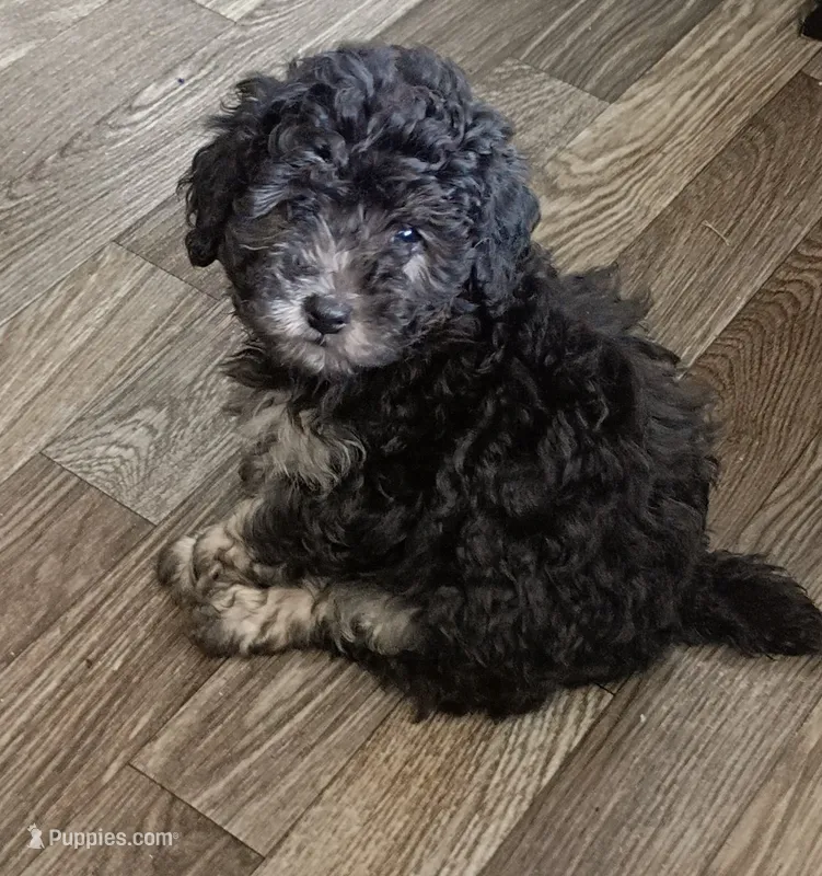 Star – Doxiepoo puppy for sale in Central Point, OR