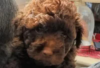 Bear, a male Poodle - Toy  for sale in Central Point, OR – 2 of 2